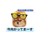 チワワのうみスタンプ（個別スタンプ：14）