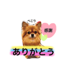 チワワのうみスタンプ（個別スタンプ：15）