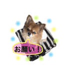 チワワのうみスタンプ（個別スタンプ：17）