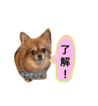 チワワのうみスタンプ（個別スタンプ：19）