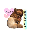 チワワのうみスタンプ（個別スタンプ：21）