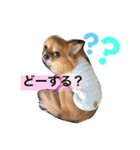 チワワのうみスタンプ（個別スタンプ：23）