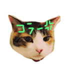 三毛猫 スタンプ2017.9.29（個別スタンプ：2）