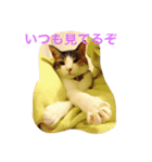 三毛猫 スタンプ2017.9.29（個別スタンプ：3）