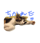 三毛猫 スタンプ2017.9.29（個別スタンプ：4）