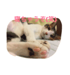 三毛猫 スタンプ2017.9.29（個別スタンプ：5）