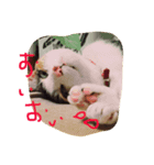 三毛猫 スタンプ2017.9.29（個別スタンプ：6）
