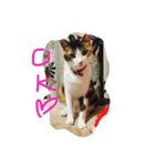 三毛猫 スタンプ2017.9.29（個別スタンプ：7）