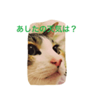 三毛猫 スタンプ2017.9.29（個別スタンプ：8）