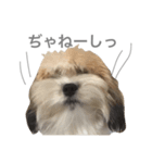 チワマル ぴかる6♪（個別スタンプ：4）