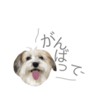 チワマル ぴかる6♪（個別スタンプ：6）
