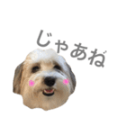 チワマル ぴかる6♪（個別スタンプ：9）