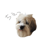 チワマル ぴかる6♪（個別スタンプ：12）