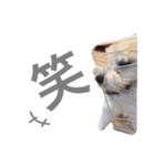 チワマル ぴかる6♪（個別スタンプ：16）