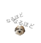 チワマル ぴかる6♪（個別スタンプ：18）