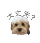チワマル ぴかる6♪（個別スタンプ：22）