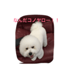ビションフリーゼのトッティ2（個別スタンプ：3）