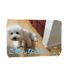 ビションフリーゼのトッティ（個別スタンプ：7）