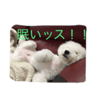 ビションフリーゼのトッティ（個別スタンプ：8）