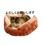 カーヤ＆ゴッチ（個別スタンプ：2）