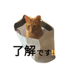 カーヤ＆ゴッチ（個別スタンプ：6）