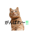 カーヤ＆ゴッチ（個別スタンプ：7）