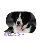 albatoasobo（個別スタンプ：11）