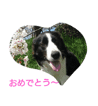 albatoasobo（個別スタンプ：12）
