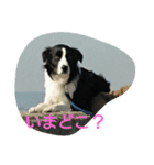 albatoasobo（個別スタンプ：15）