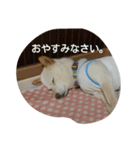 小太郎6歳（個別スタンプ：2）