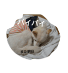 小太郎6歳（個別スタンプ：3）