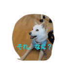 小太郎6歳（個別スタンプ：6）