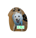 小太郎6歳（個別スタンプ：7）