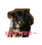 お気に入りの写真をスタンプにしました（個別スタンプ：1）