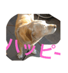 お気に入りの写真をスタンプにしました（個別スタンプ：15）