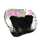 お気に入りの写真をスタンプにしました（個別スタンプ：21）