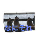 お気に入りの写真をスタンプにしました（個別スタンプ：24）