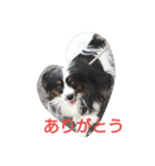 パピヨンのリロ（個別スタンプ：1）