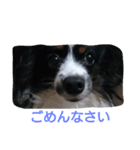 パピヨンのリロ（個別スタンプ：4）