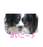 パピヨンのリロ（個別スタンプ：6）