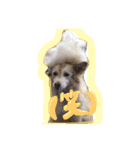 クッキーとミルク（個別スタンプ：13）