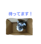 ミニシュナ コジロウの一日（個別スタンプ：7）