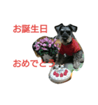 ミニシュナ コジロウの一日（個別スタンプ：10）
