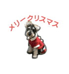 ミニシュナ コジロウの一日（個別スタンプ：12）