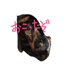 ドーベルマンとミニピン（個別スタンプ：31）