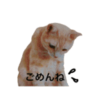 がぶ＆テト 2（個別スタンプ：2）