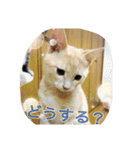 がぶ＆テト 2（個別スタンプ：13）