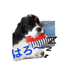過保護のきらつくちゃん（個別スタンプ：2）