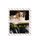 パピヨン姫＆苺の日常（個別スタンプ：2）