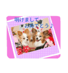 パピヨン姫＆苺の日常（個別スタンプ：3）